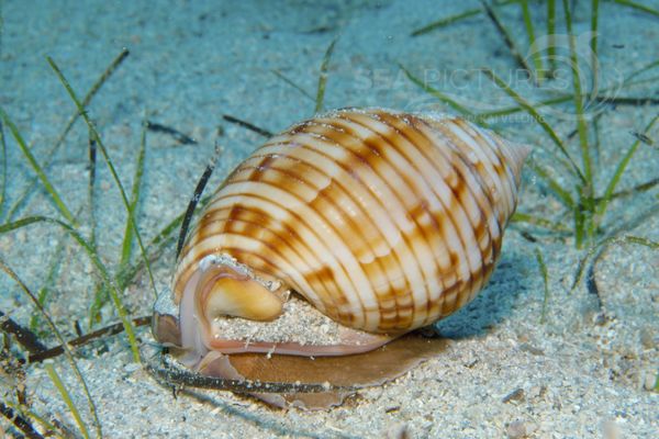 Schnecke