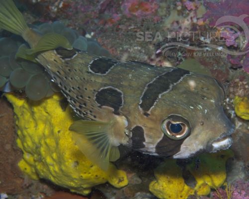 Igelfische