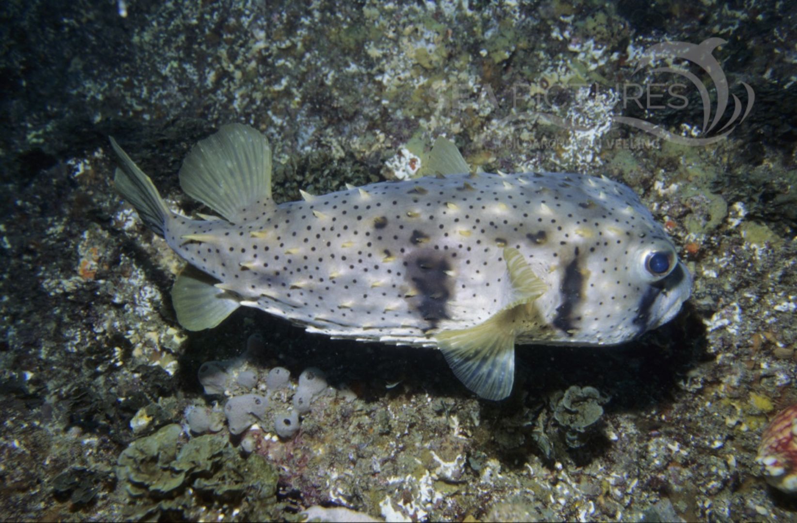 KV Dreistreifen-Igelfisch  Dicotylichthys punctulatus  AU JU 04