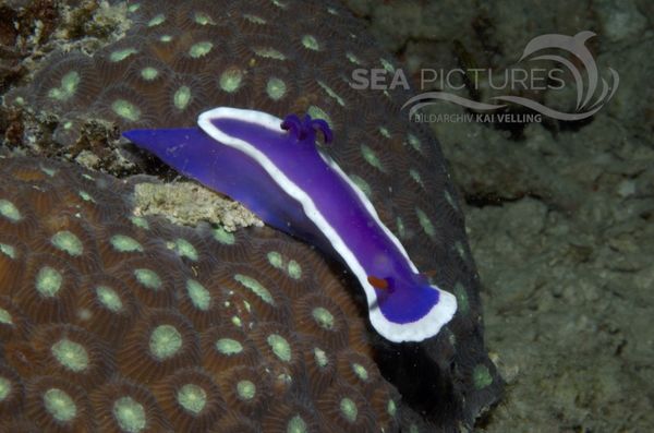 KV Hypselodoris bullocki MALA 06 10