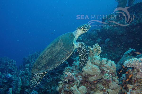 KV Echte Karettschildkro  te  Eretmochelys imbricata  RO 05