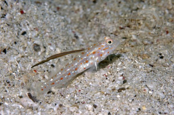 KV Grundel Ctenogobius tangaroai PH 06 001