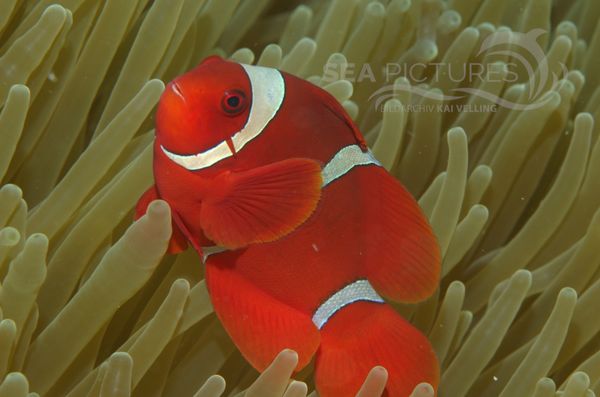 KV Stachel-Anemonenfisch  Premnas biaculeatus  MALA 06