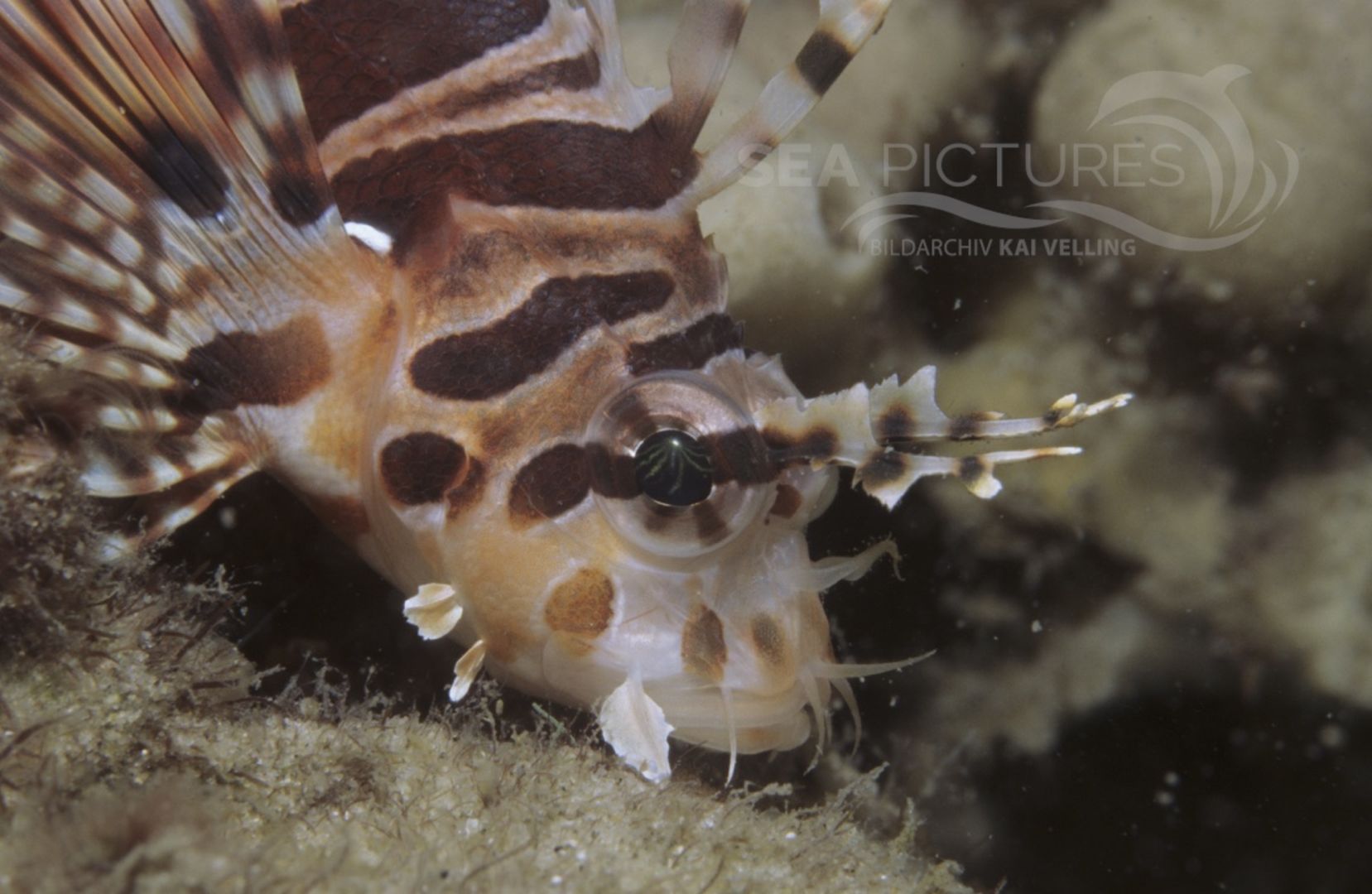 KV Zebra-Zwergfeuerfisch  Dendrochirus zebra  AU NO 04