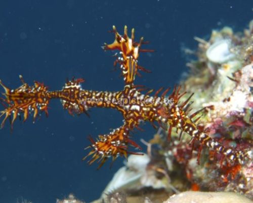 Geisterpfeifenfische