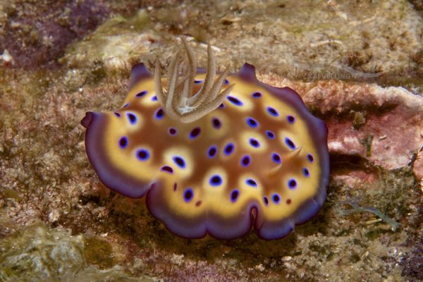 Chromodoris kunei