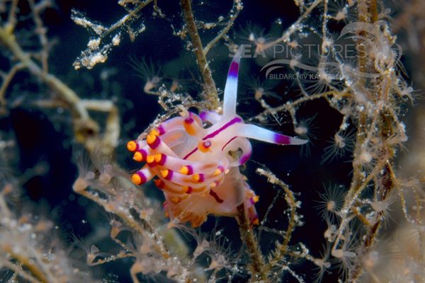  Flabellina rubrolineata