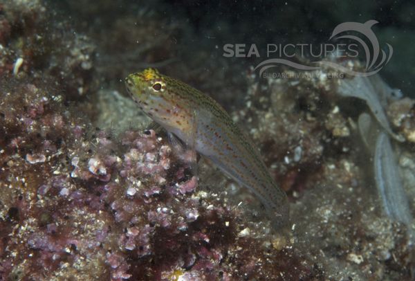 KV Gelbkopfgrundel Gobius xanthocephalus  KR 06 1259