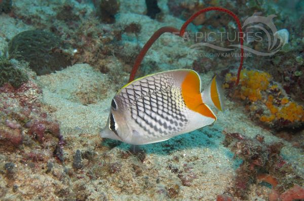 KV Orangen-Gitterfalterfisch Chaetodon xanthurus PH 06 009