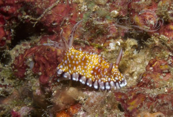 KV Chromodoris roboi PH 08 04153