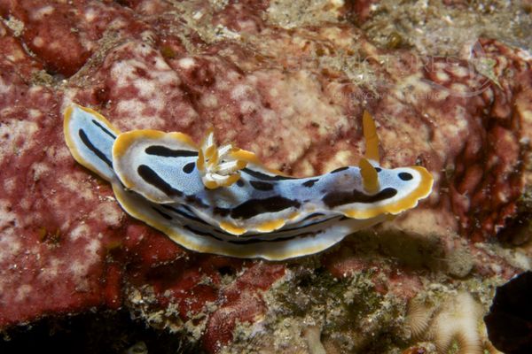 Chromodoris sp