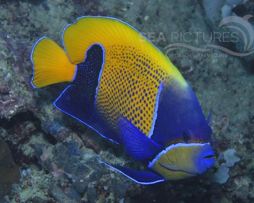 Kaiserfische
