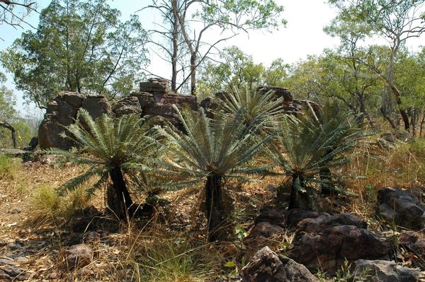 Cycad  Cycas calcicola  AU2