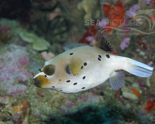 Kugelfische