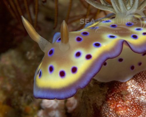 Niedere Tiere