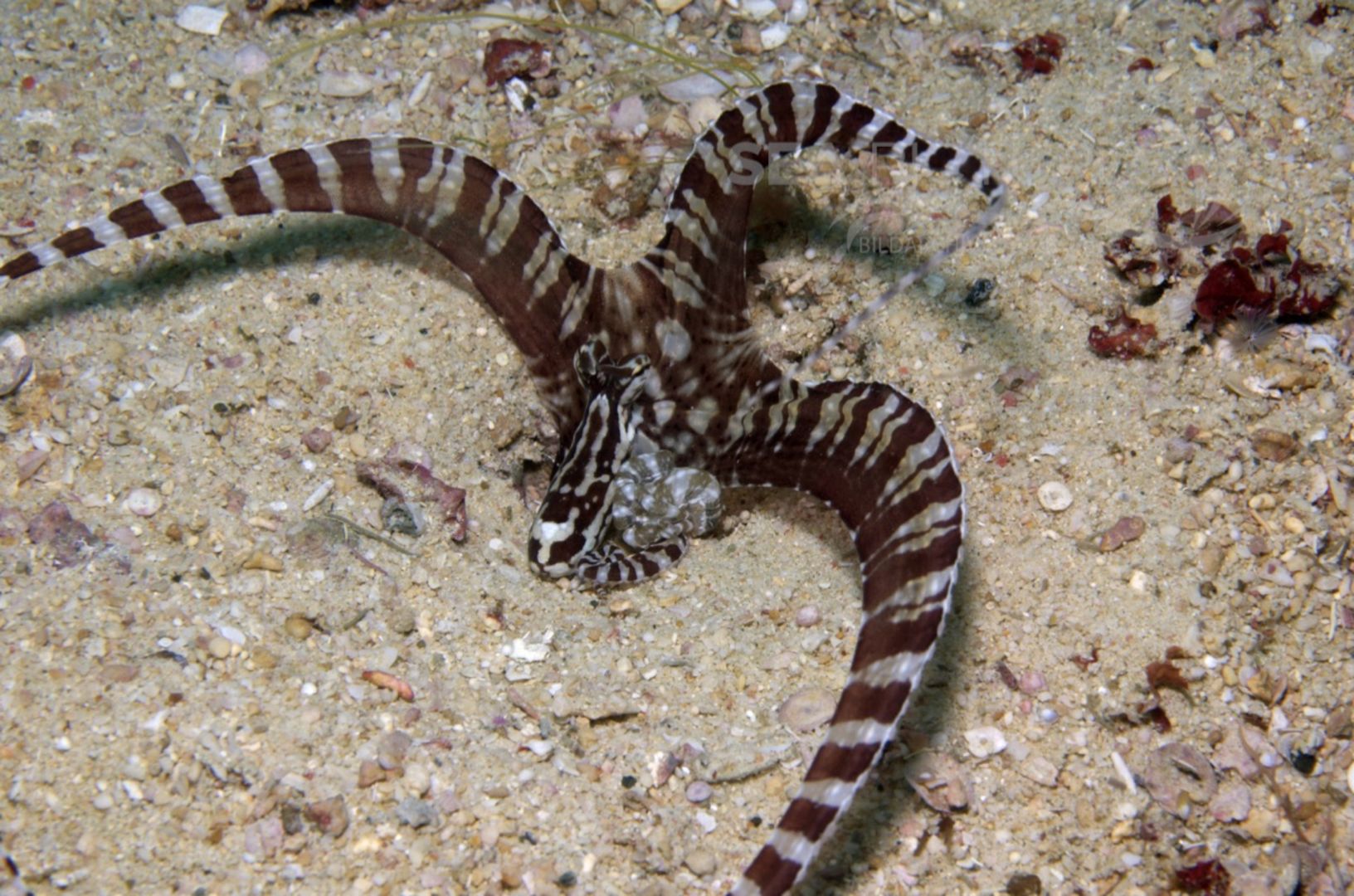 KV Mimikrykrake Octopus sp. PH 08 10570