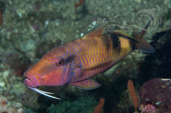 KV Parupeneus multifasciatus  PH 08 03871