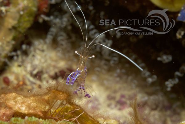 KV Periclimenes pedersoni BON 07 591