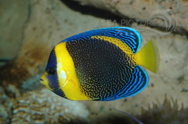 Scribbled Angelfish  Chaetodontoplus duboulayi  juv 7905