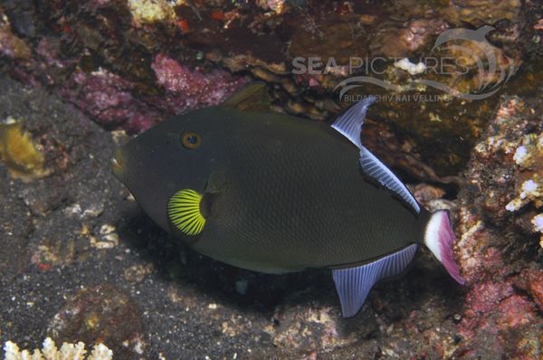 Melichthys vidua