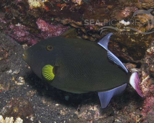 Drückerfische