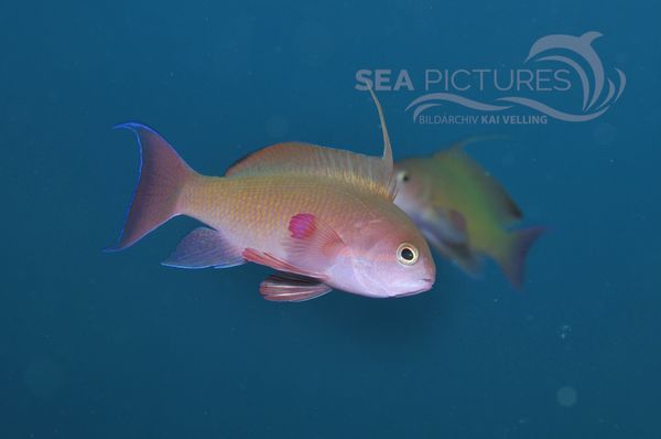 Pseudanthias squamipinnis