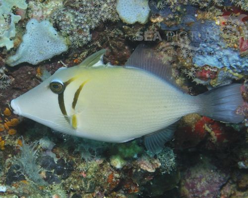 Drückerfische