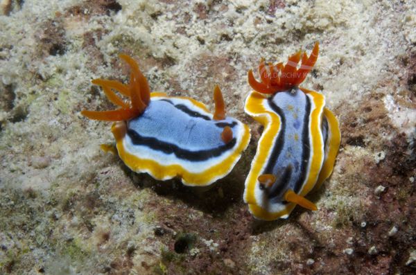 KV Chromodoris annae MaLA 06 1