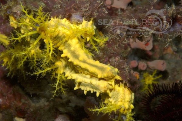 KV Gelbe Seegurke Colochirus robustus PH 06 007