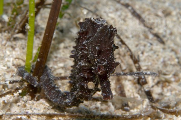 Hippocampus brevirostris