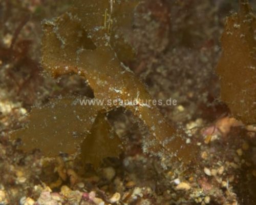 Geisterpfeifenfische