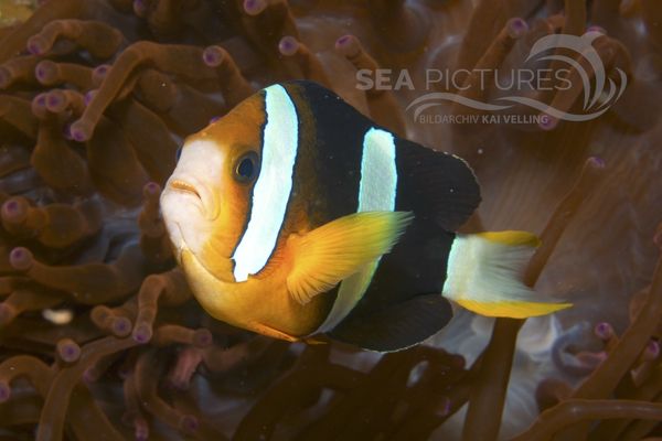  Amphiprion clarkii