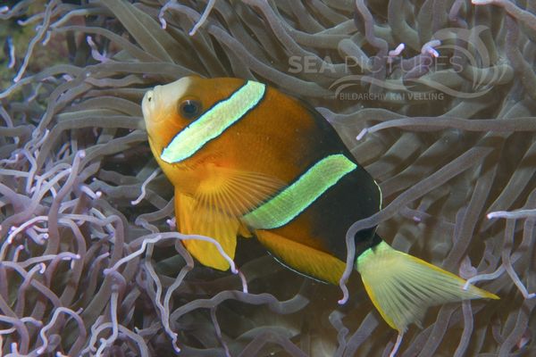 Amphiprion clarkii