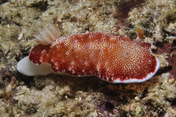 Chromodoris sp