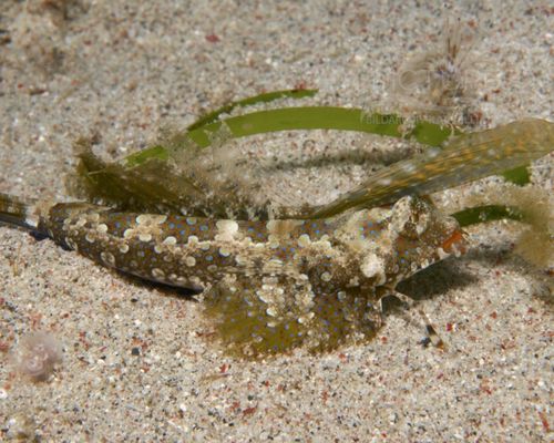 Leierfische