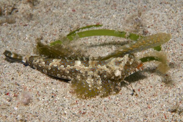 Synchiropus kuiteri