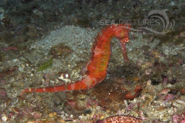 KV Dorniges Seepferdchen Hippocampus histrix PH 06 012