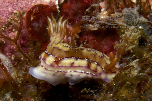 Hypselodoris krakatoa