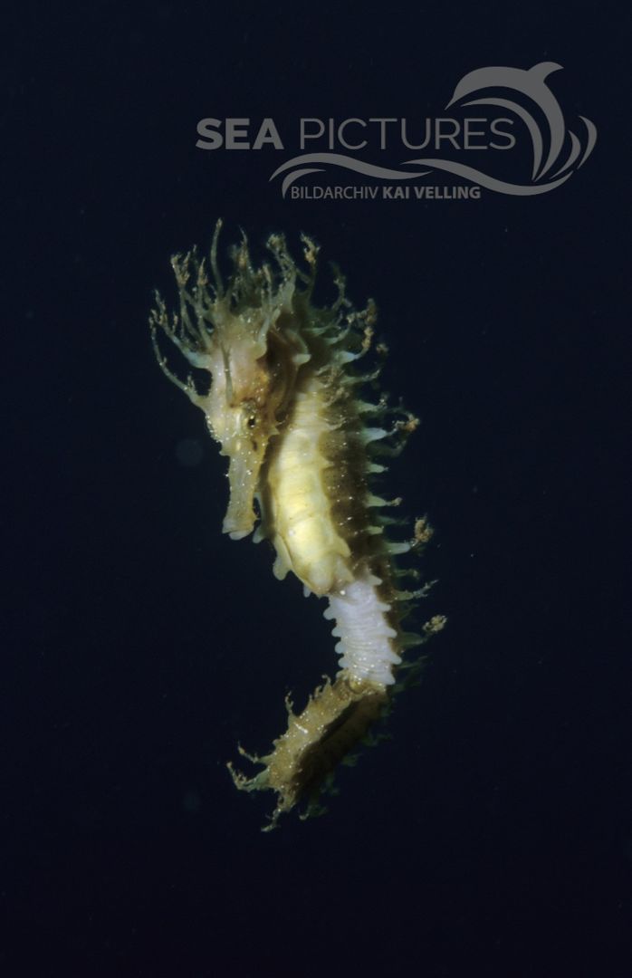 Langschnauzen-Seepferdchen  Hippocampus guttulatus  MI 4