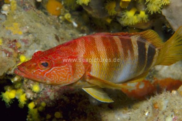 Serranus scriba