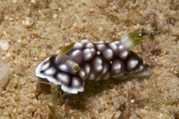 Chromodoris geometrica