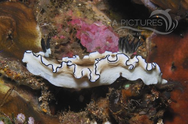 Glossodoris atromarginata