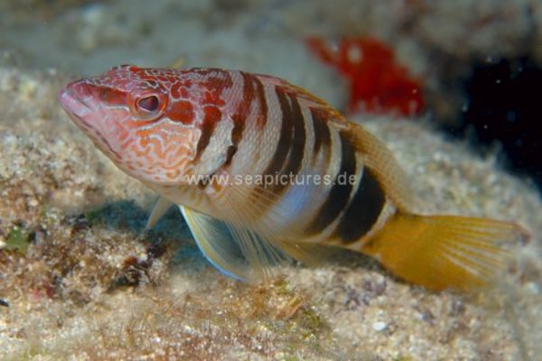 Serranus scriba