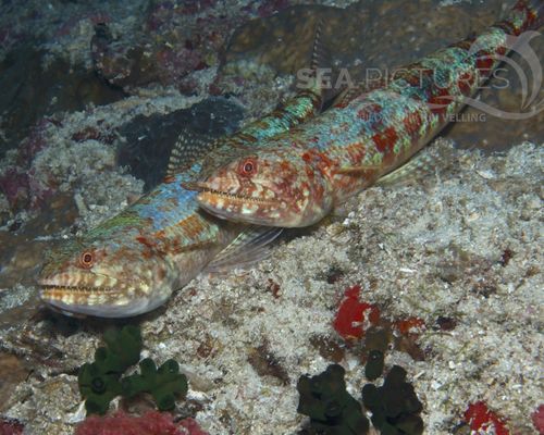 Eidechsenfische