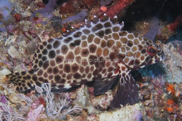 Epinephelus quoyanus