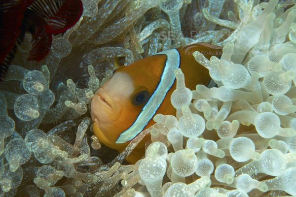 Amphiprion clarkii