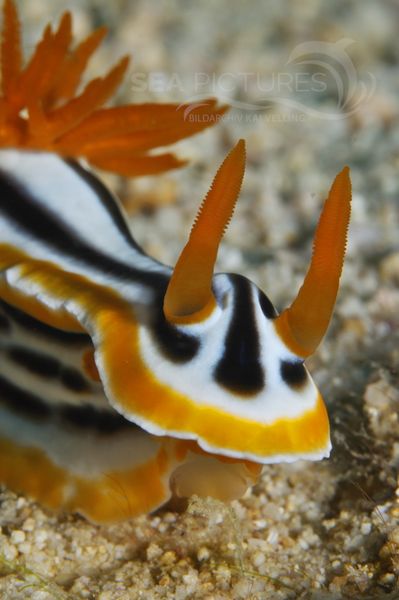 Chromodoris magnifica