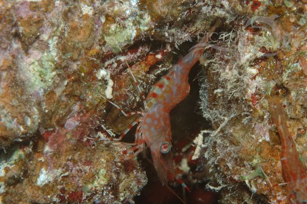 KV Gru  naugen-Tanzgarnele  Cinetorhynchus reticulatus  RO 05