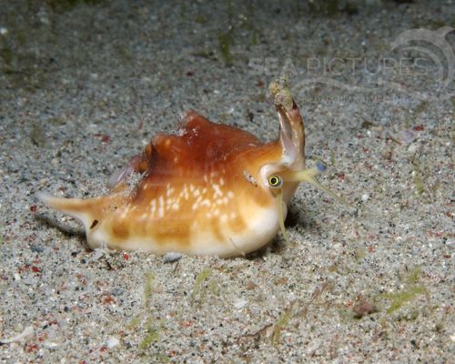 Niedere Tiere Niedere Tiere
