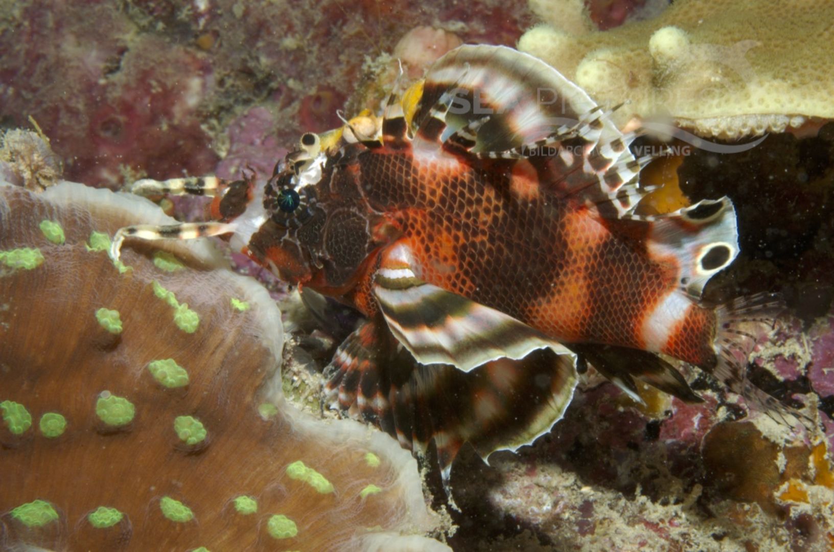  KV Pfauenaugen-Rotfeuerfisch  Dendrochirus biocellatus  MALA 06 1